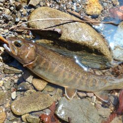 雪の残る渓流でルアーフィッシング ～長良川水系～